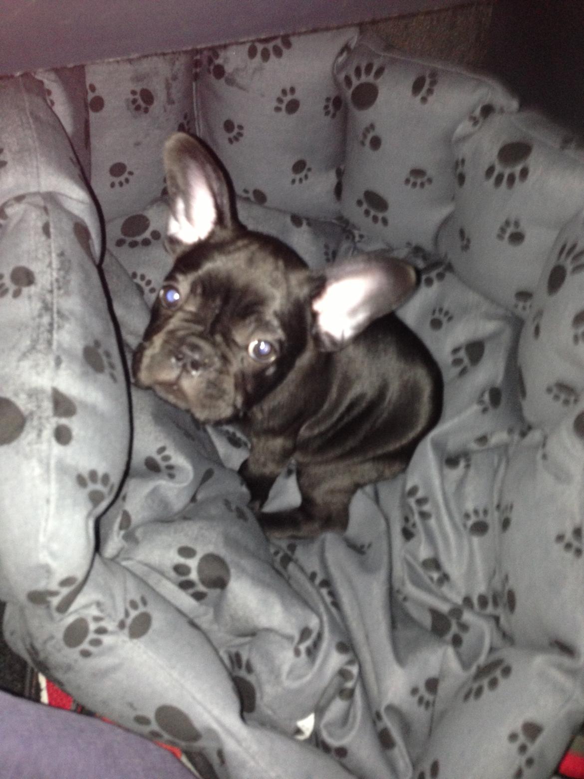 Fransk bulldog Dollar billede 2