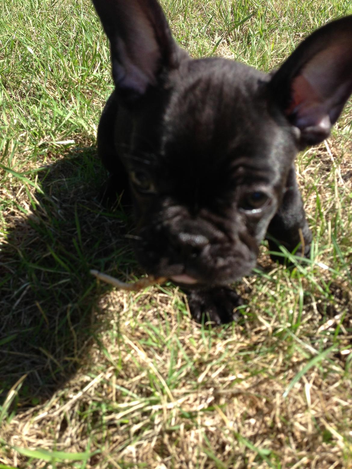 Fransk bulldog Dollar billede 3