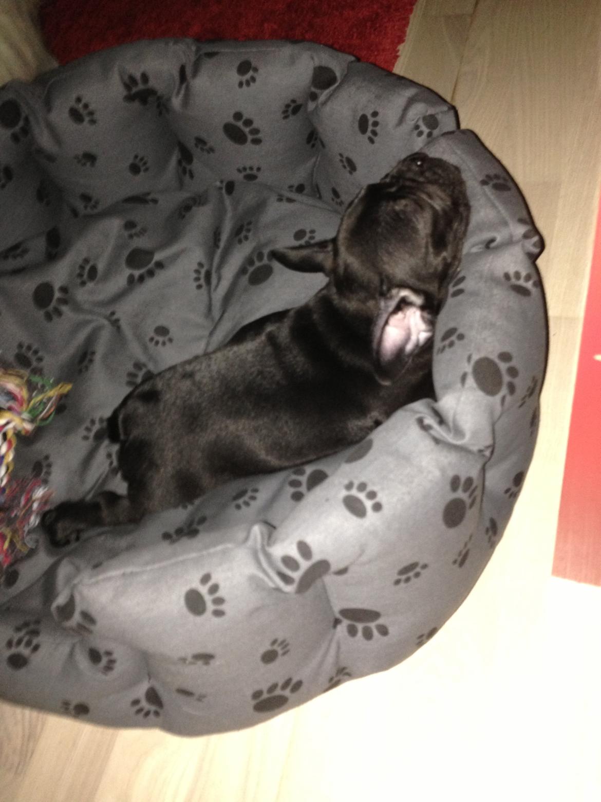 Fransk bulldog Dollar billede 4