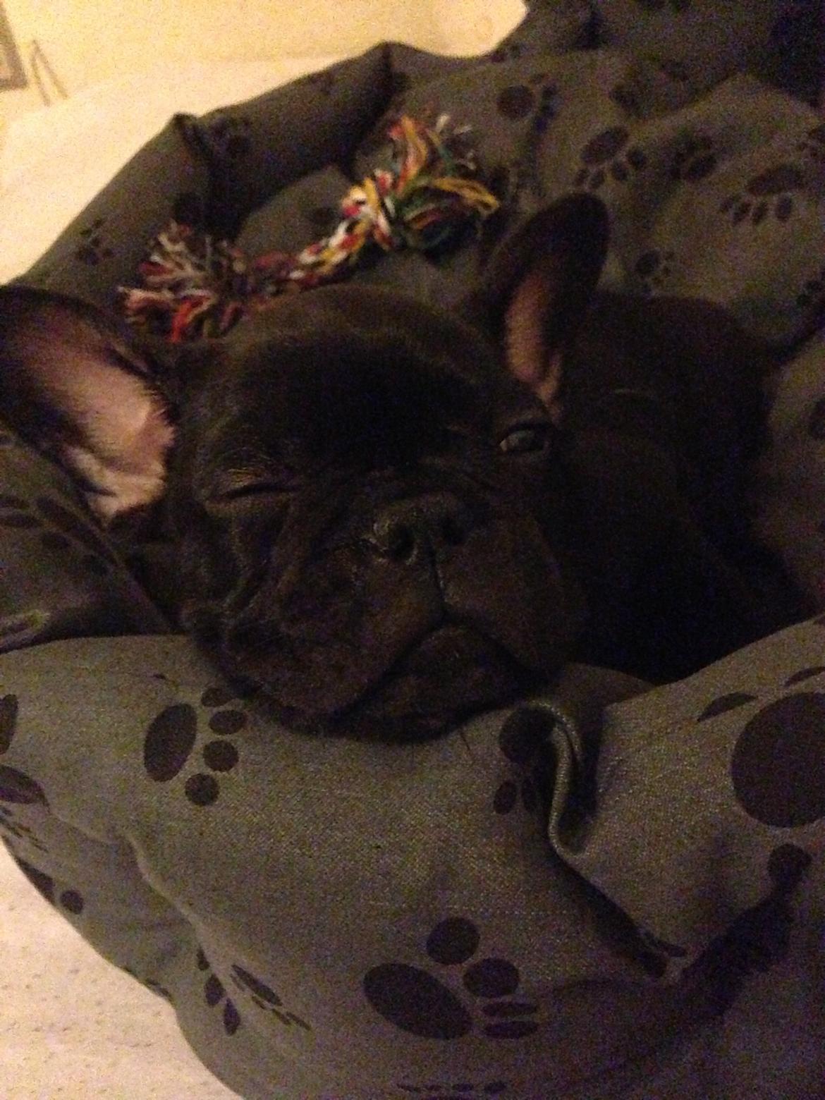 Fransk bulldog Dollar billede 5