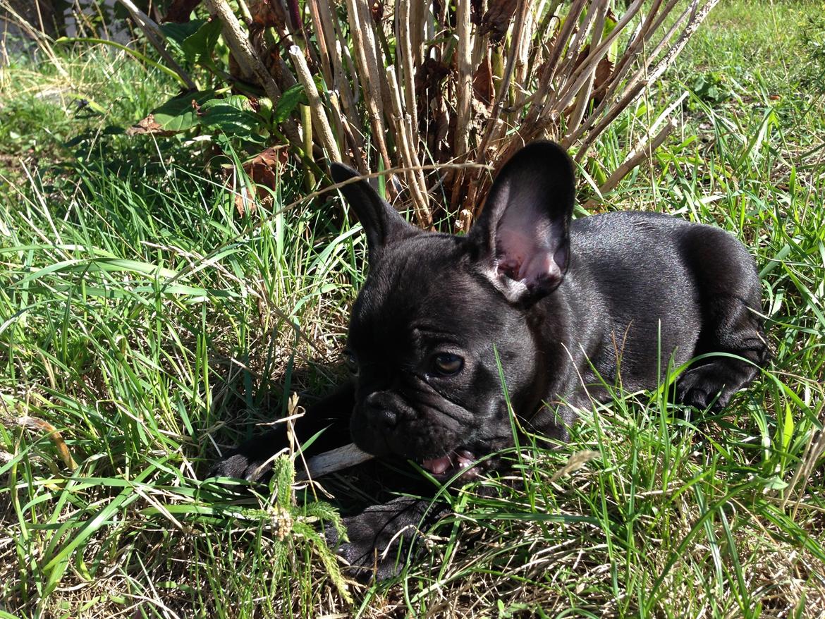 Fransk bulldog Dollar billede 6