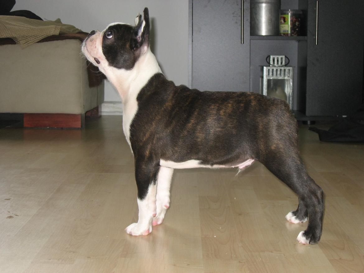 Boston terrier Multi-CH Westlund As Good As It Gets aka Pepsi - Pepsi 10 uger gammel :-) billede 4