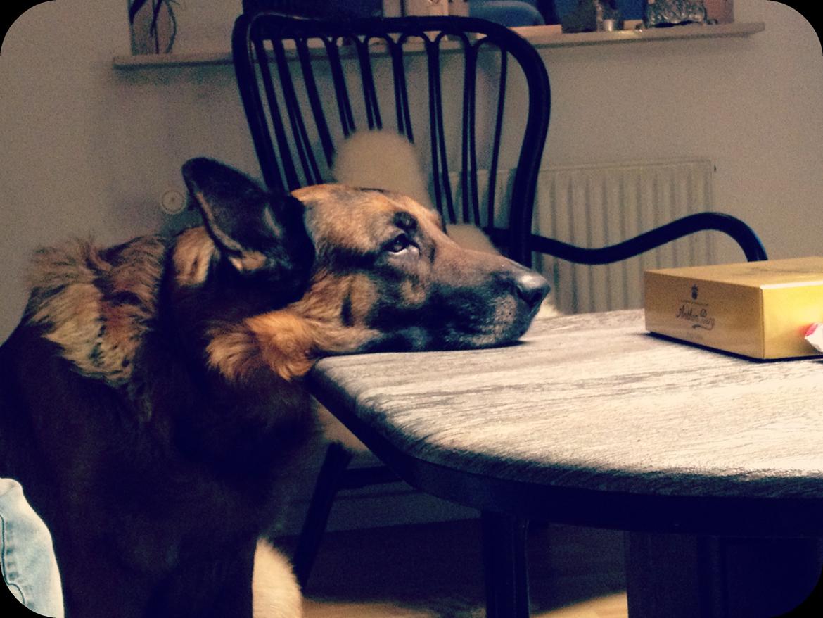 Schæferhund Elverhøj Pele (Kastro) - "Må jeg ikke nok få et stykke chokolade til? Må jeg ikke nok?"  billede 4