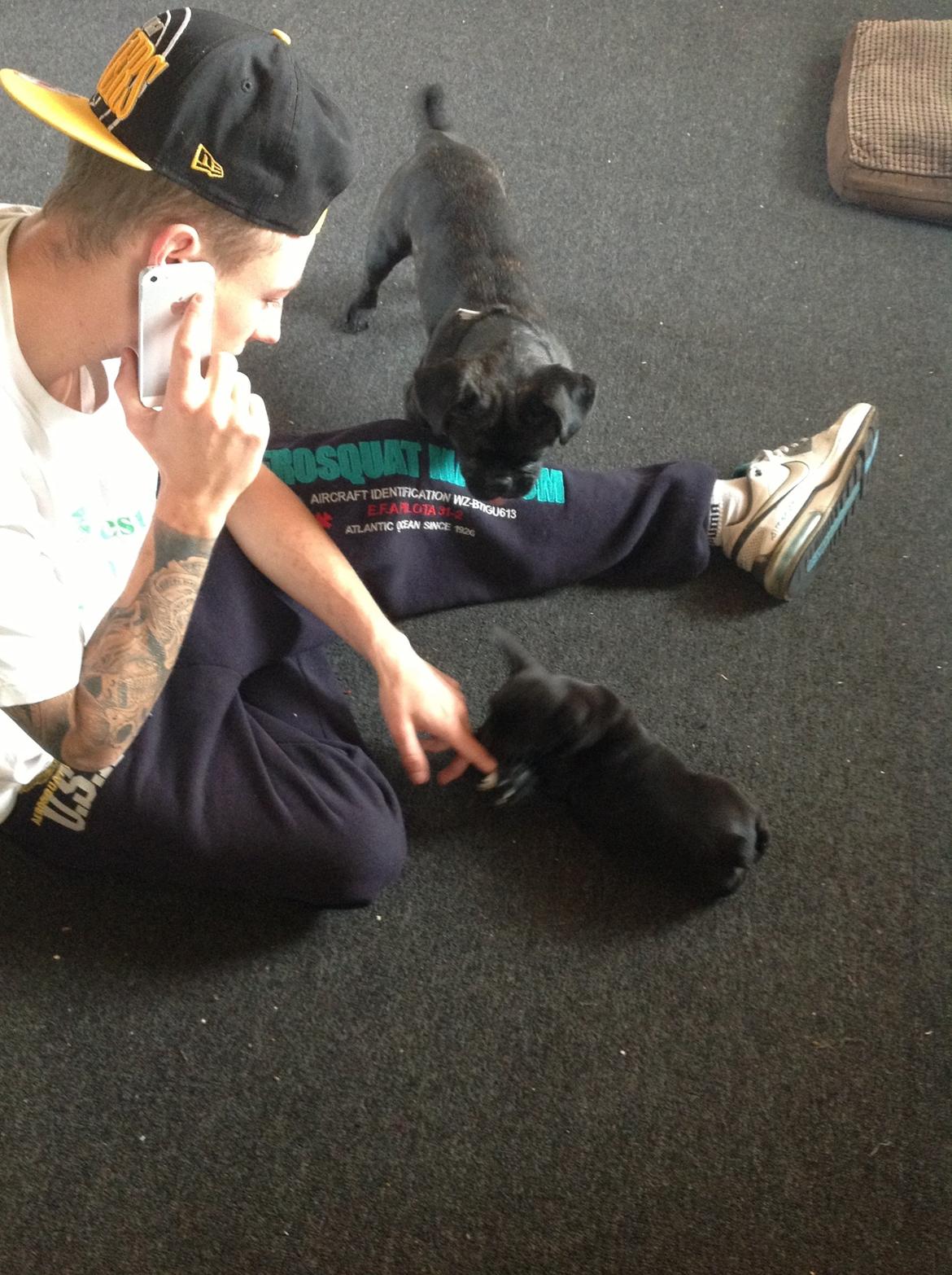 Fransk bulldog Dollar billede 7