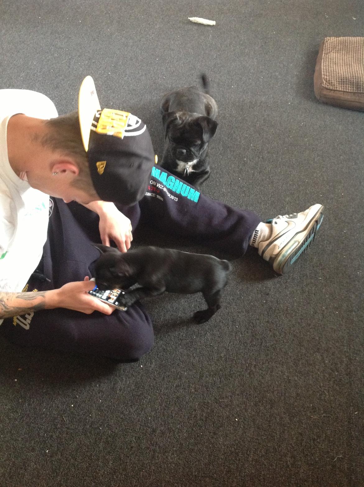 Fransk bulldog Dollar billede 8