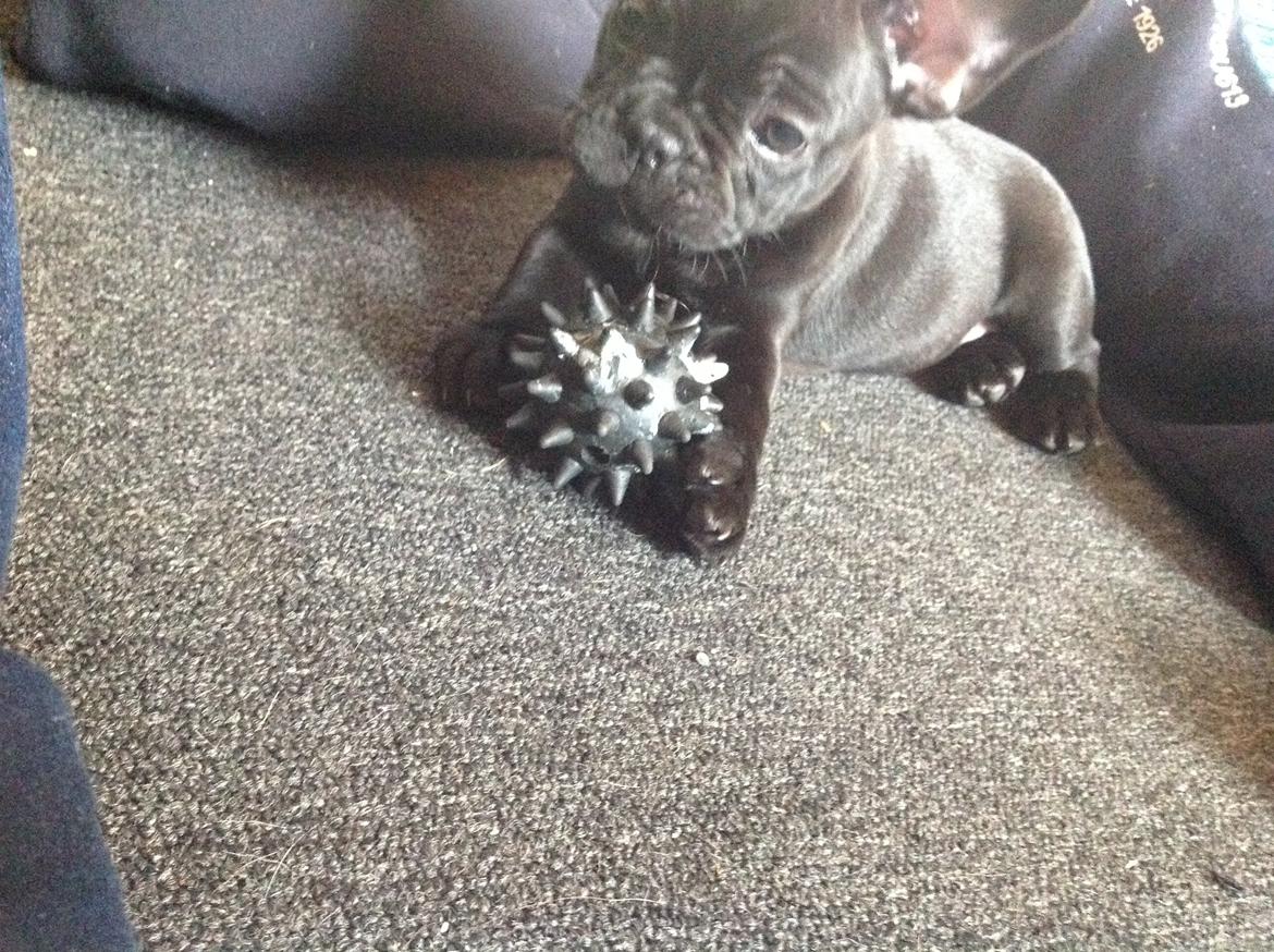 Fransk bulldog Dollar billede 9