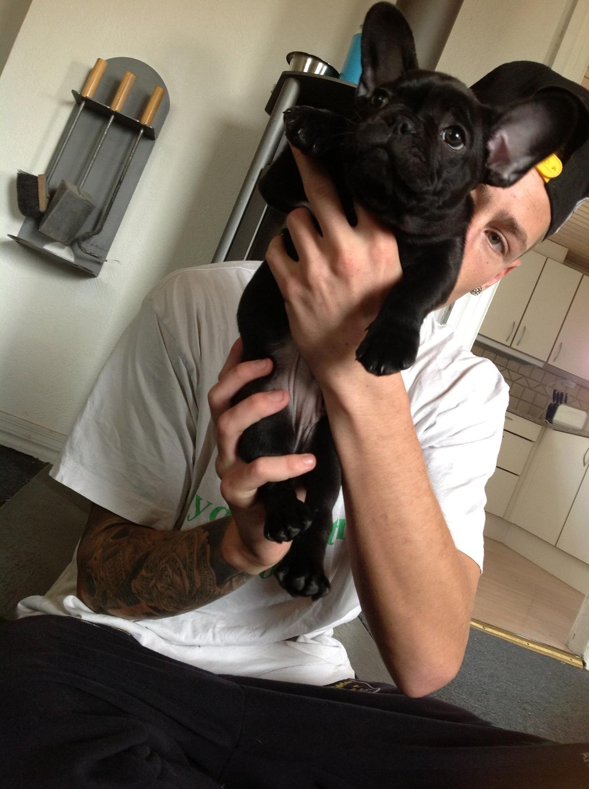 Fransk bulldog Dollar billede 10