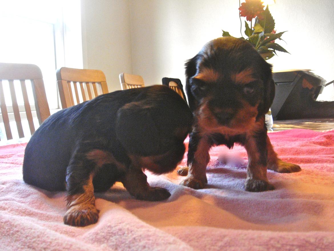 Cavalier king charles spaniel Choko - Choko til højre, 3 uger billede 21