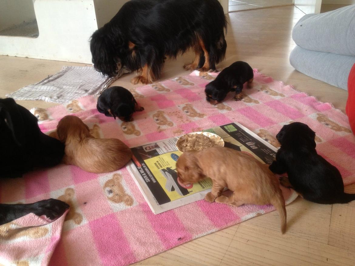 Cavalier king charles spaniel Choko - Choko 3.5 uger billede 20