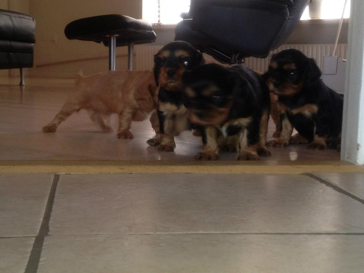 Cavalier king charles spaniel Choko - Choko helt til højre billede 19