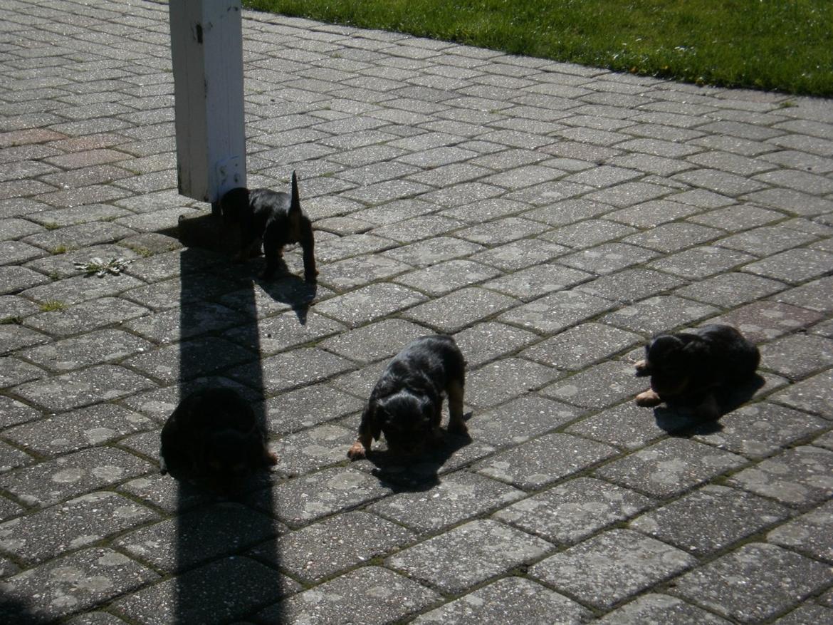 Cavalier king charles spaniel Choko - Choko 4 uger billede 17