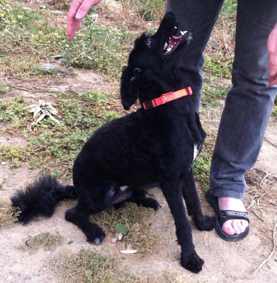 Portugisisk vandhund Nicki - Nyklippet billede 3