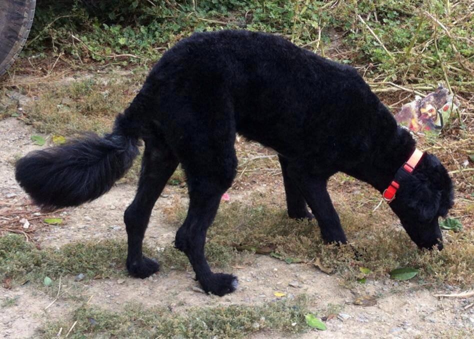 Portugisisk vandhund Nicki - Nyklippet billede 5
