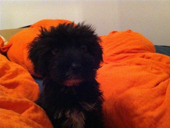 Portugisisk vandhund Nicki - 8 uger billede 7