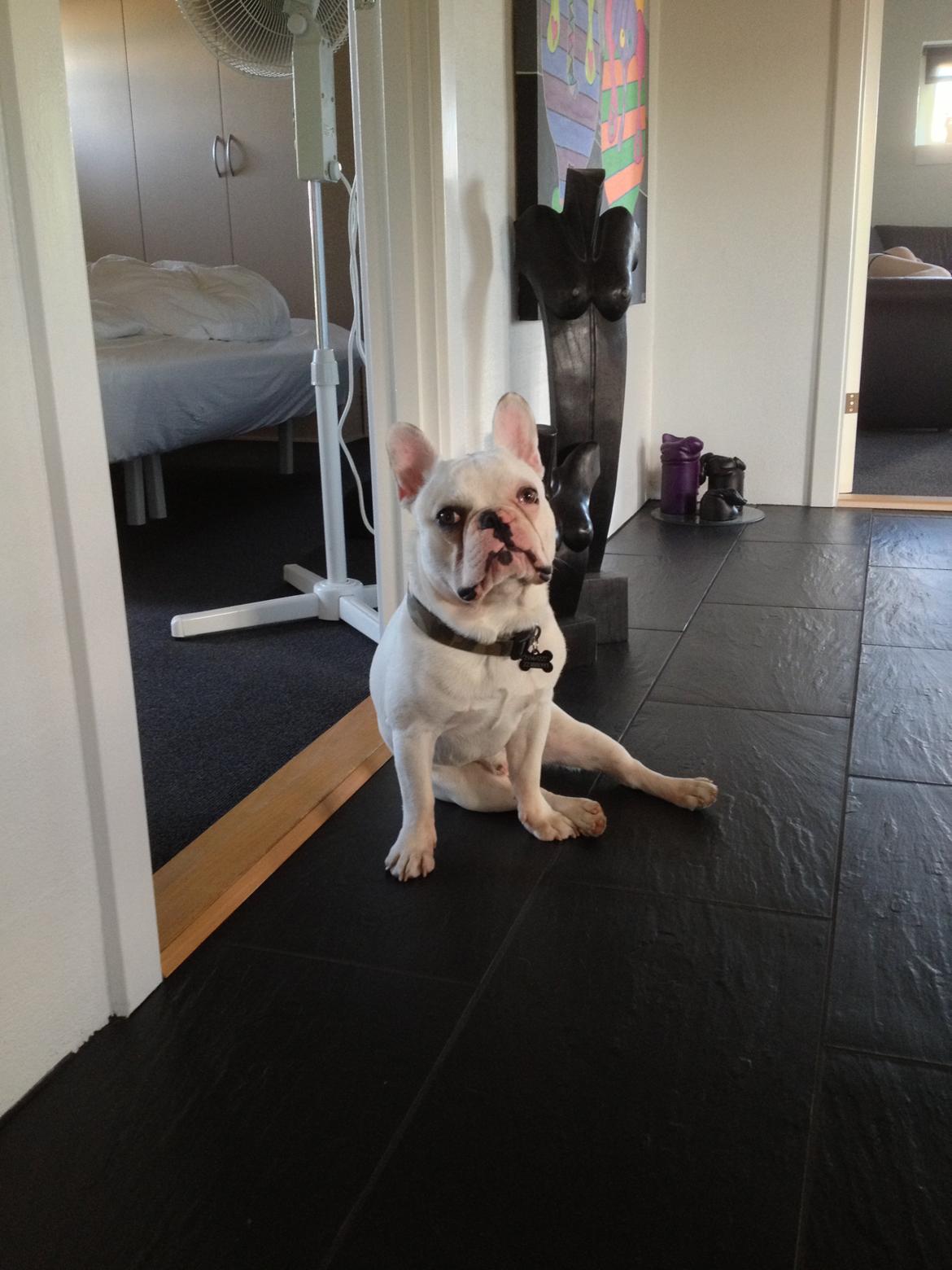 Fransk bulldog Møffe (Bjarne). billede 13