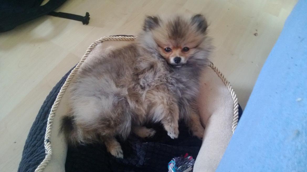 Pomeranian Topsy´s Carla billede 4