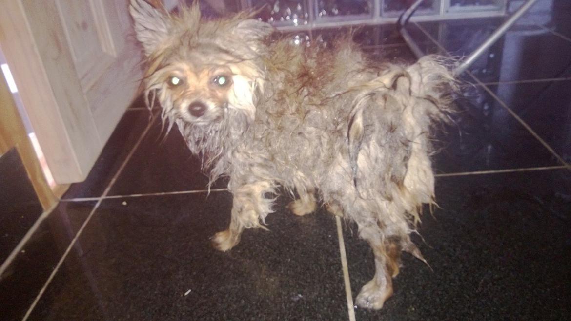 Pomeranian Topsy´s Carla billede 6