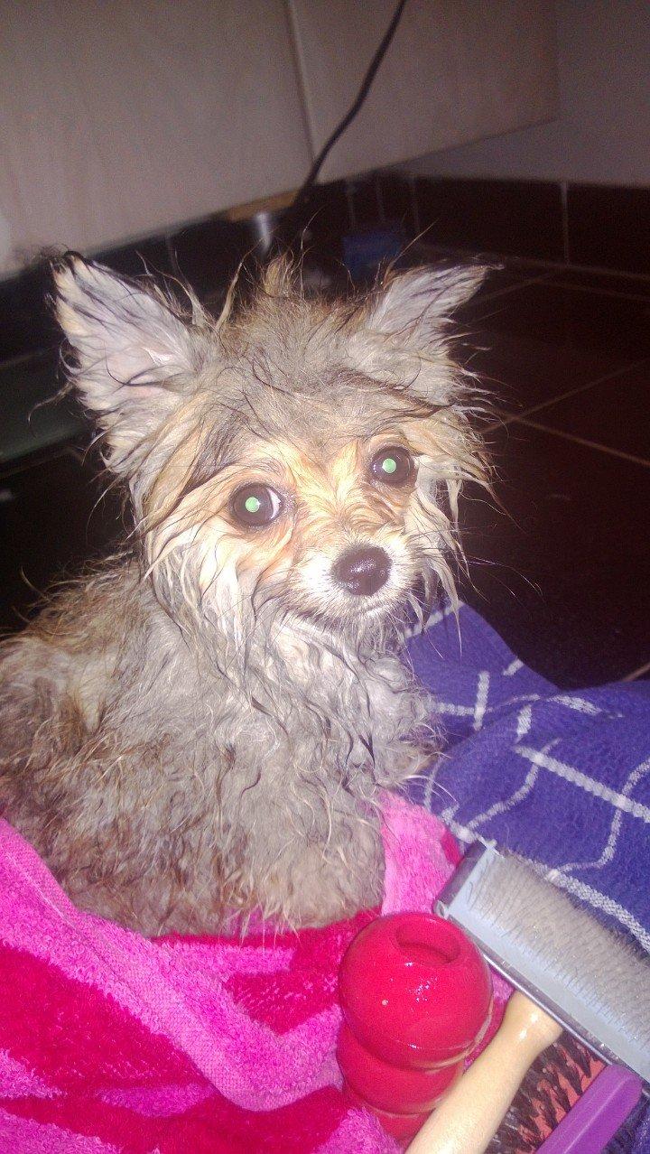 Pomeranian Topsy´s Carla billede 5