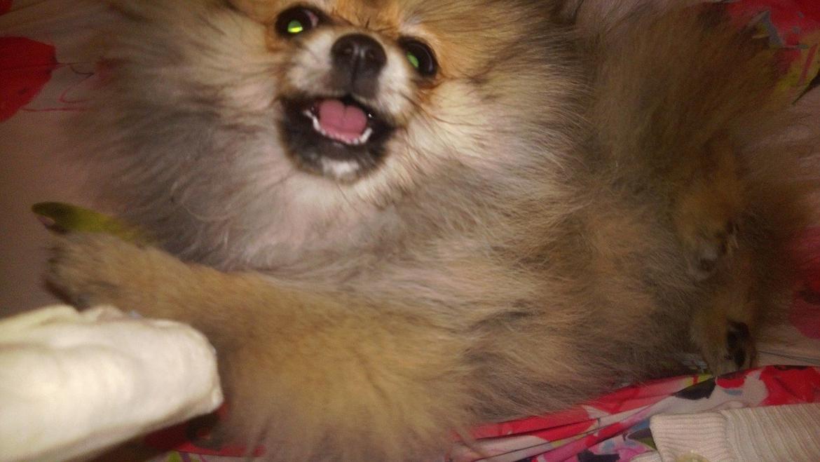 Pomeranian Topsy´s Carla billede 7