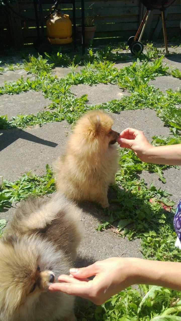 Pomeranian Topsy´s Carla billede 9
