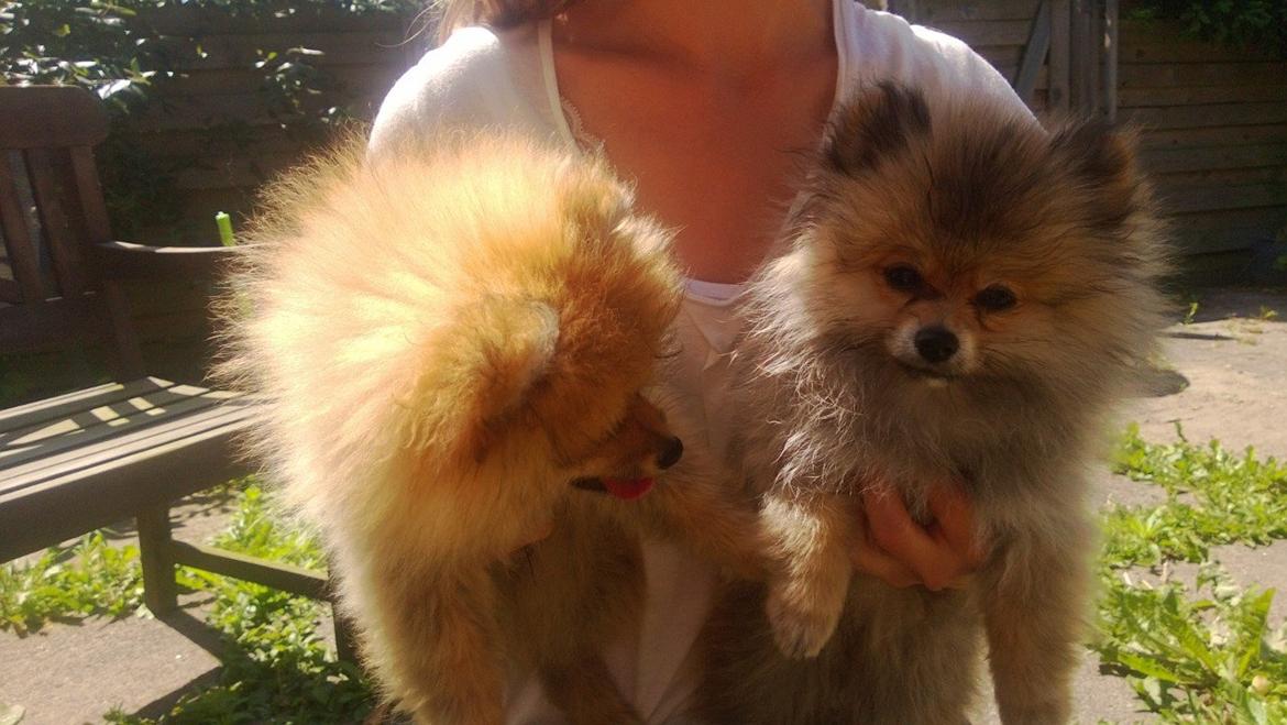 Pomeranian Topsy´s Carla - Carla og bror :)  billede 10