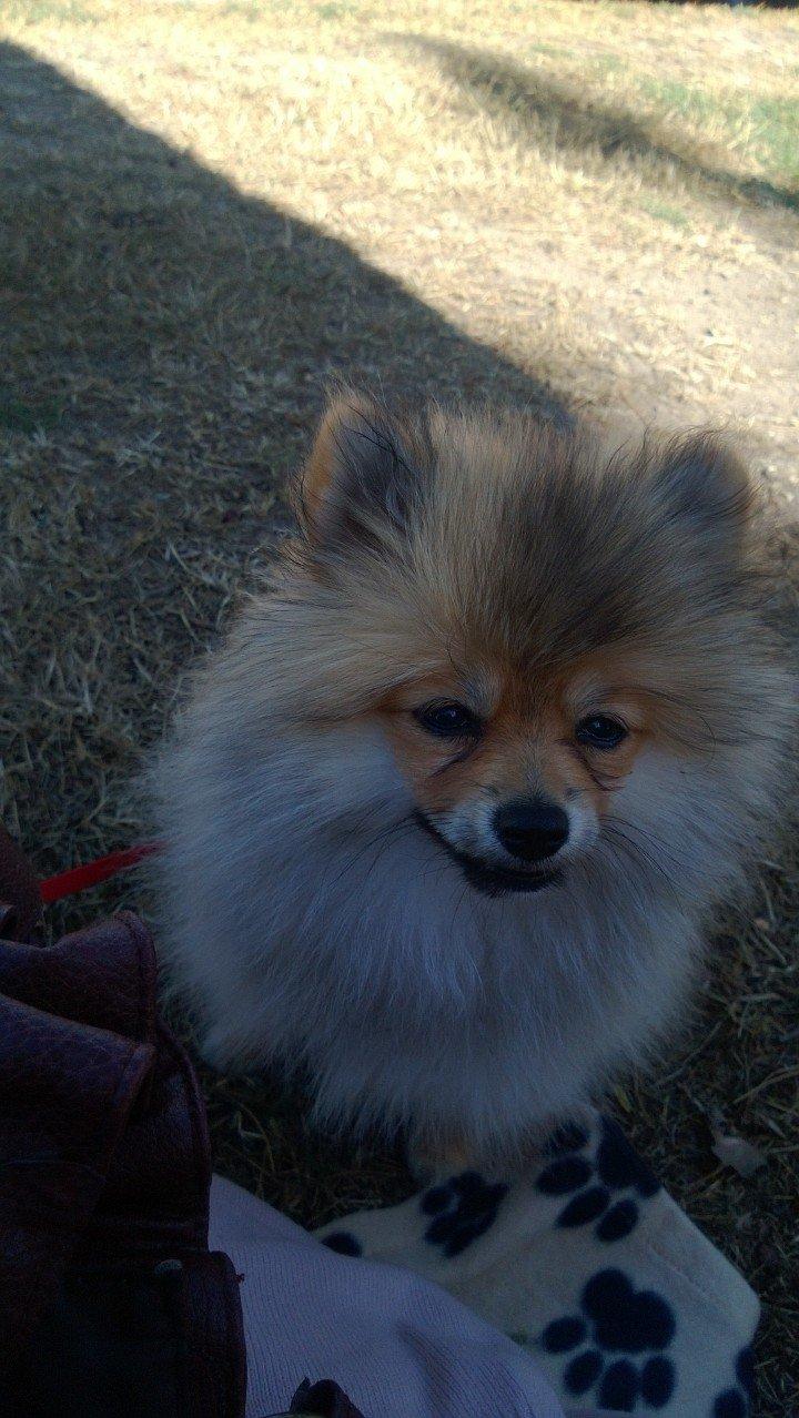 Pomeranian Topsy´s Carla billede 11