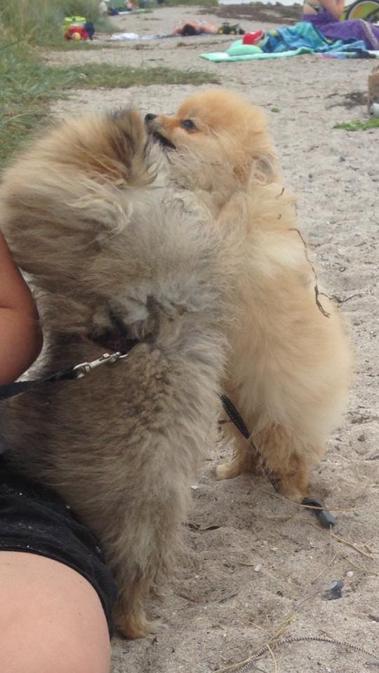 Pomeranian Topsy´s Carla - Carlas bedste hundeven  billede 2