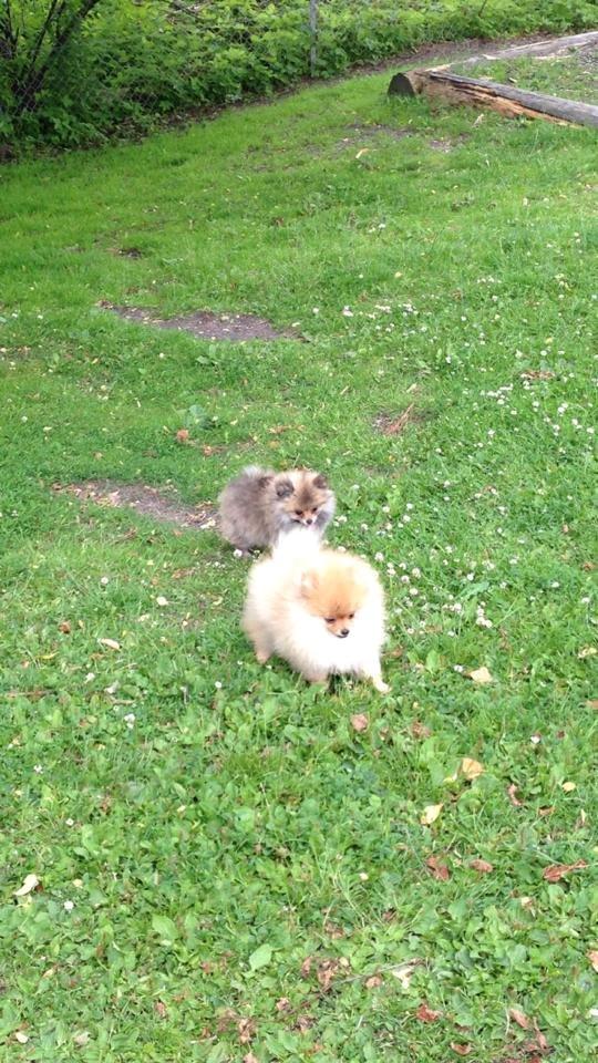 Pomeranian Topsy´s Carla billede 3