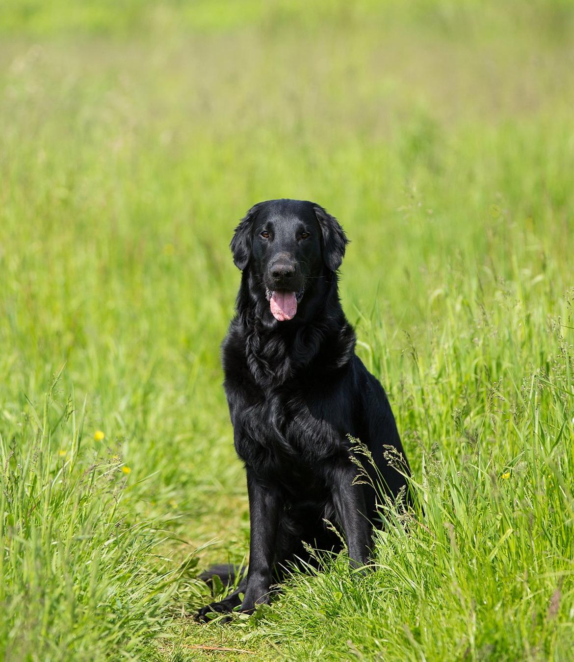 Flat coated retriever Flatrunner Faithful Floyd billede 23