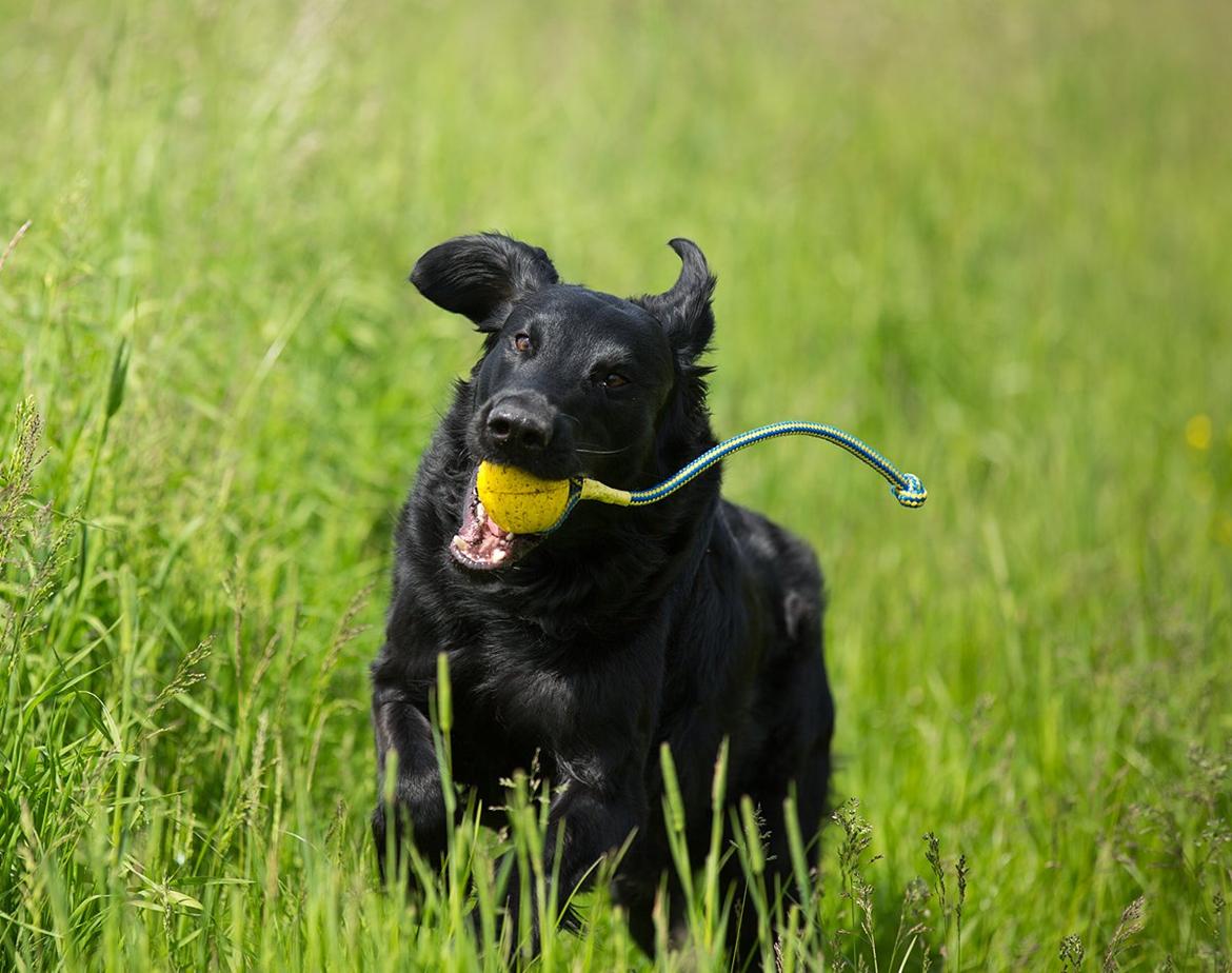 Flat coated retriever Flatrunner Faithful Floyd billede 24