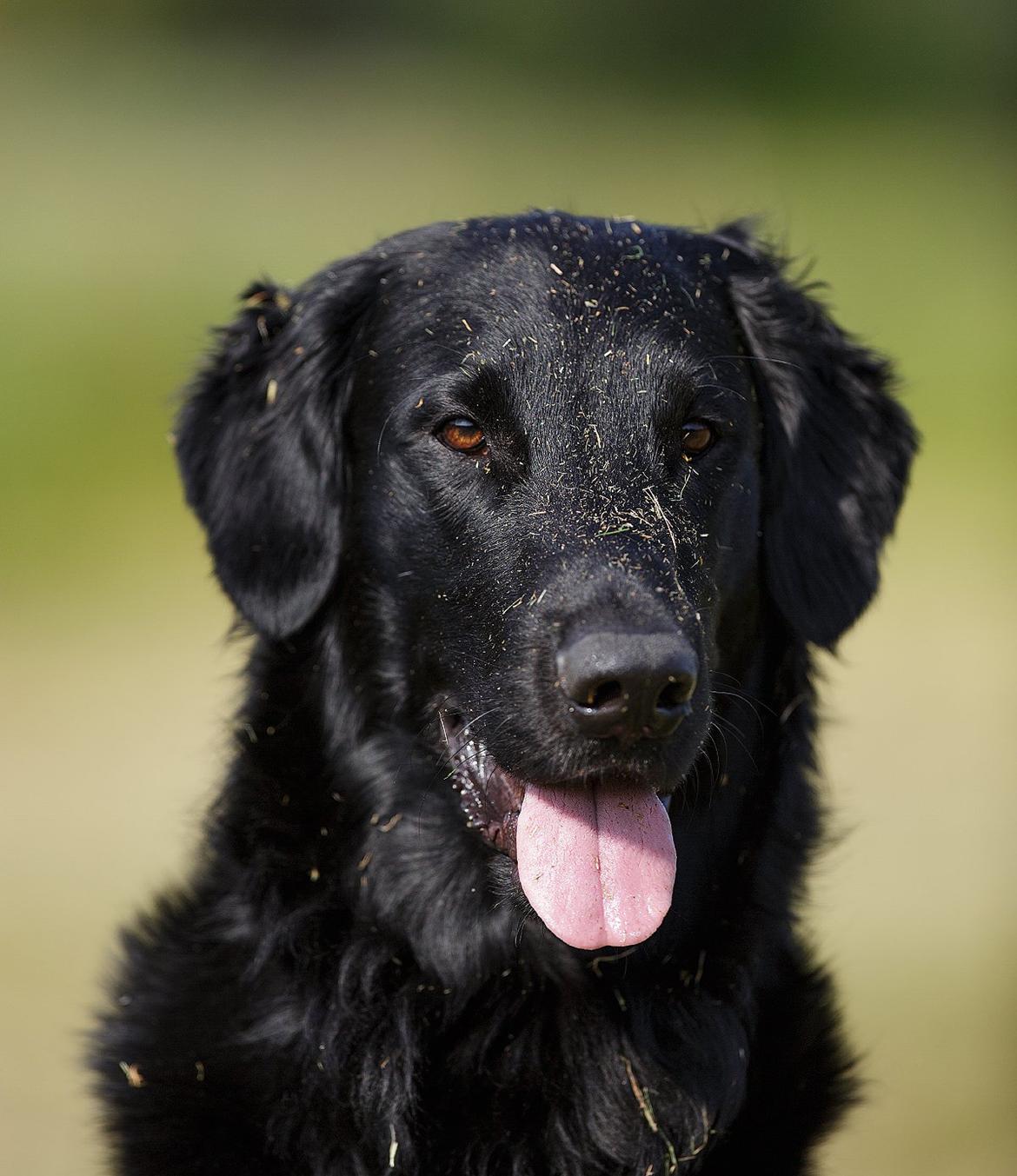 Flat coated retriever Flatrunner Faithful Floyd billede 26