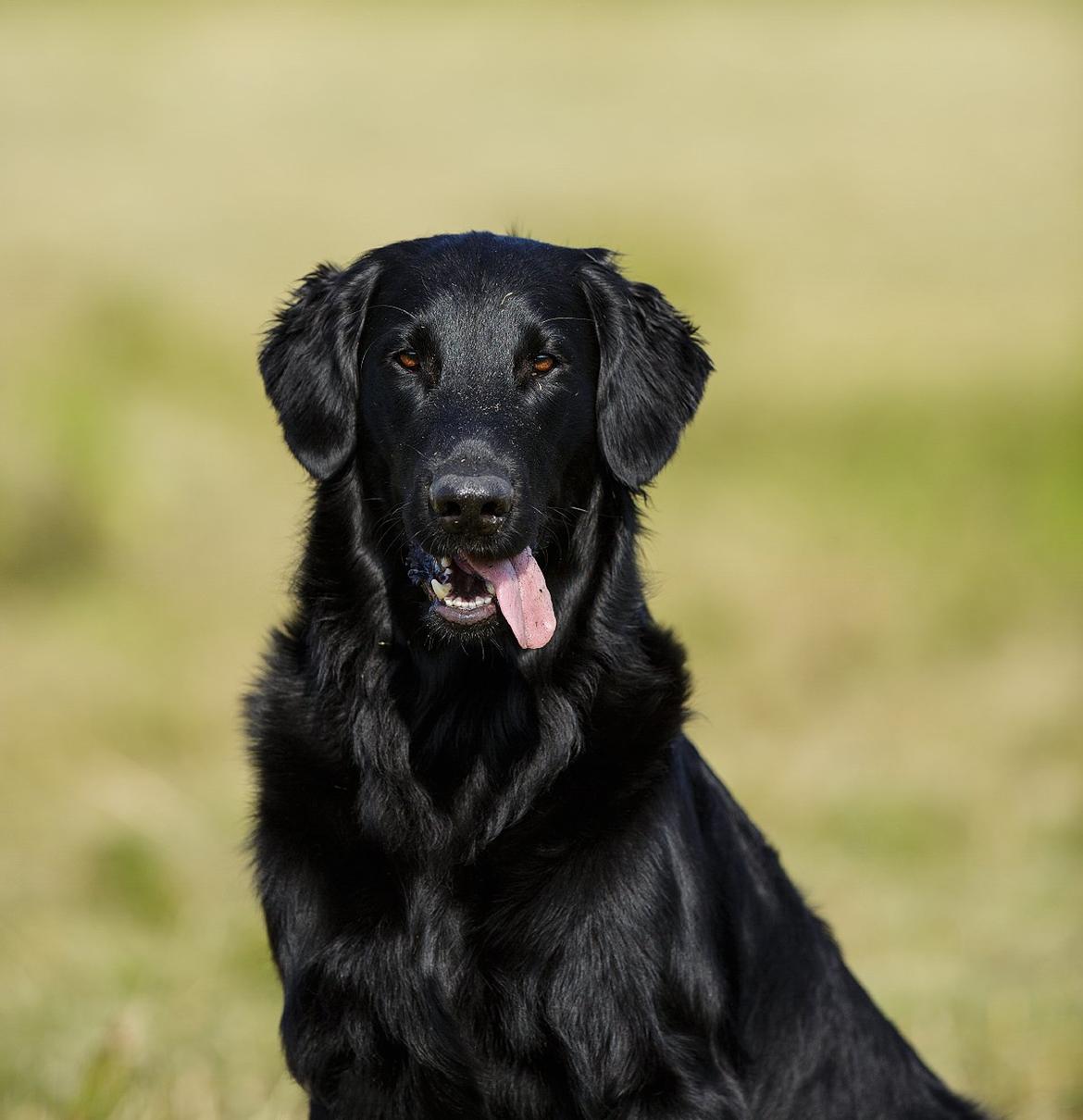 Flat coated retriever Flatrunner Faithful Floyd billede 27