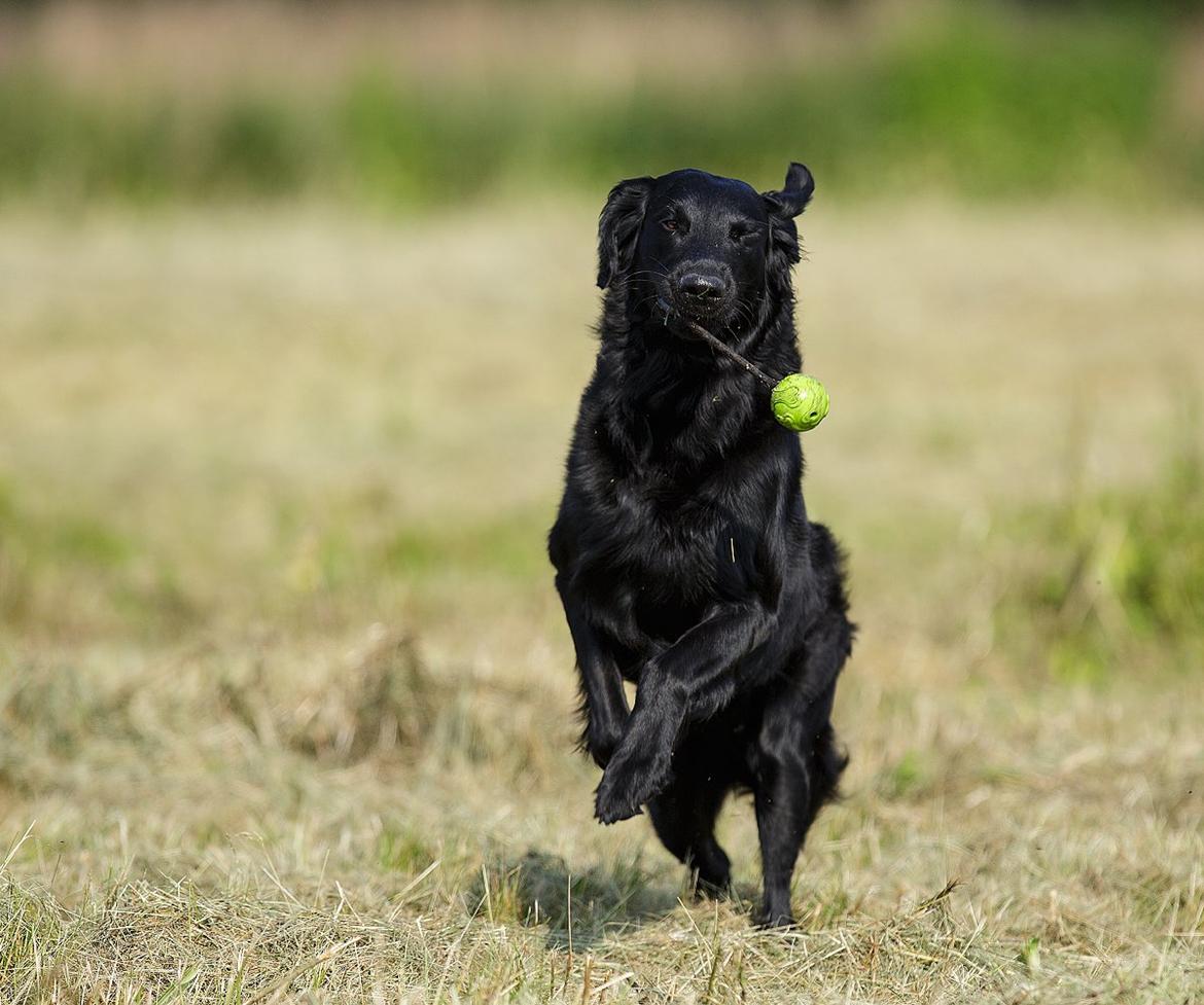 Flat coated retriever Flatrunner Faithful Floyd billede 28