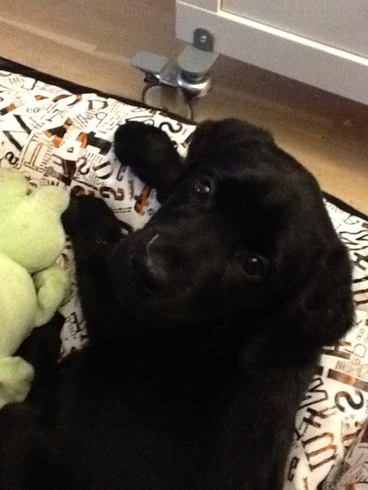 Blanding af racer Gustav billede 13