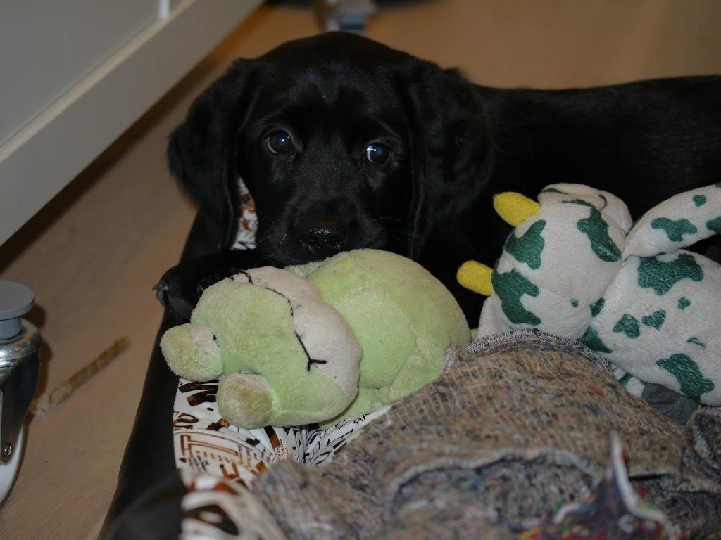 Blanding af racer Gustav billede 14