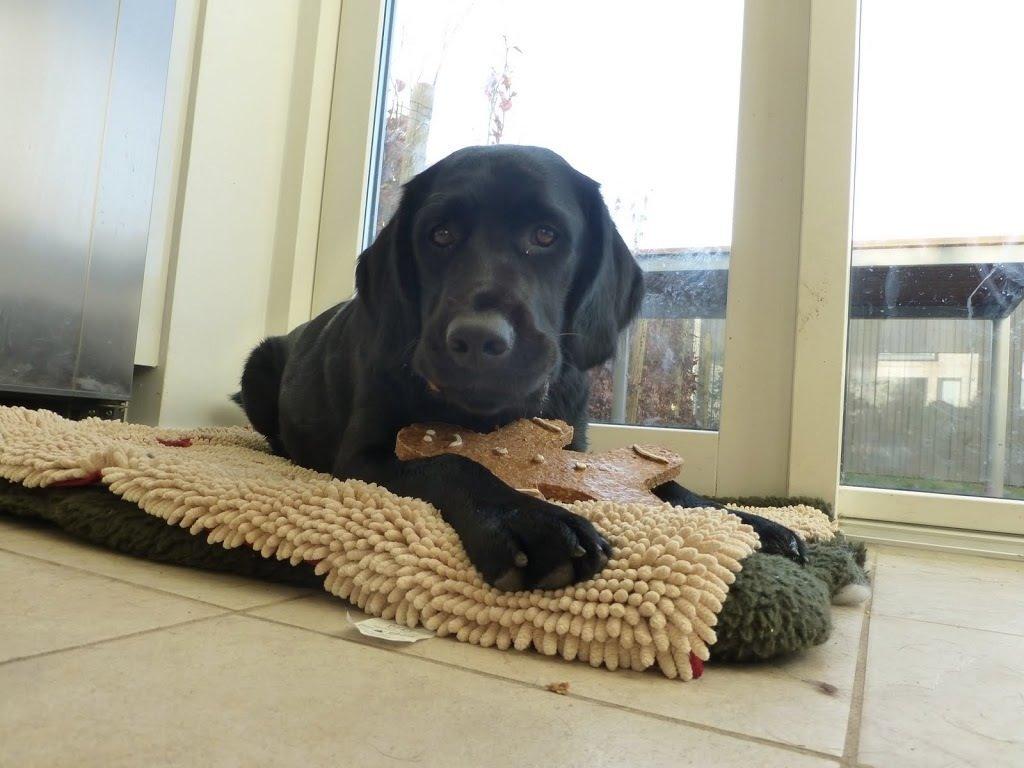 Blanding af racer Gustav billede 10