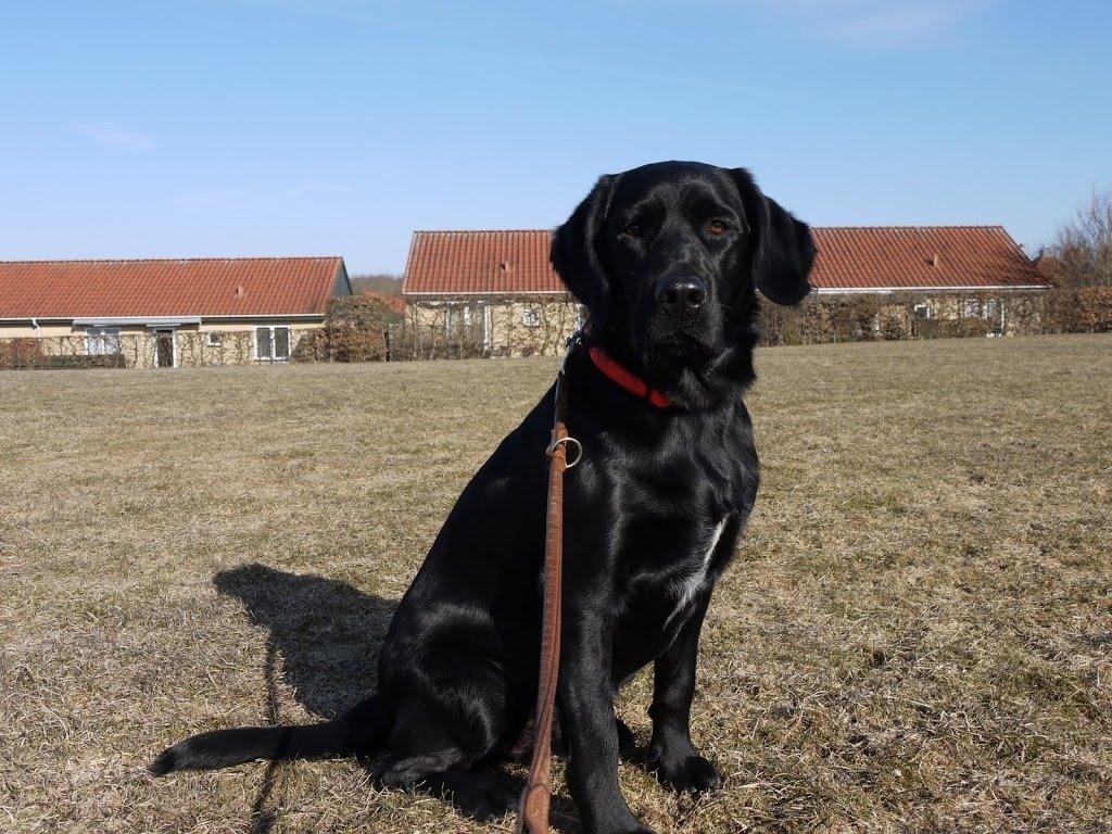 Blanding af racer Gustav billede 9