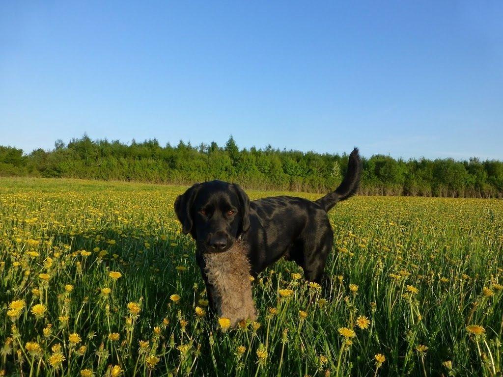 Blanding af racer Gustav billede 8