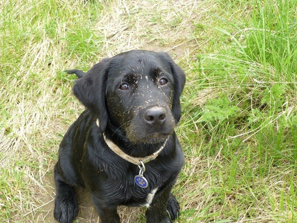 Blanding af racer Gustav billede 12