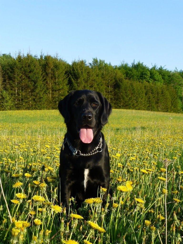 Blanding af racer Gustav billede 1