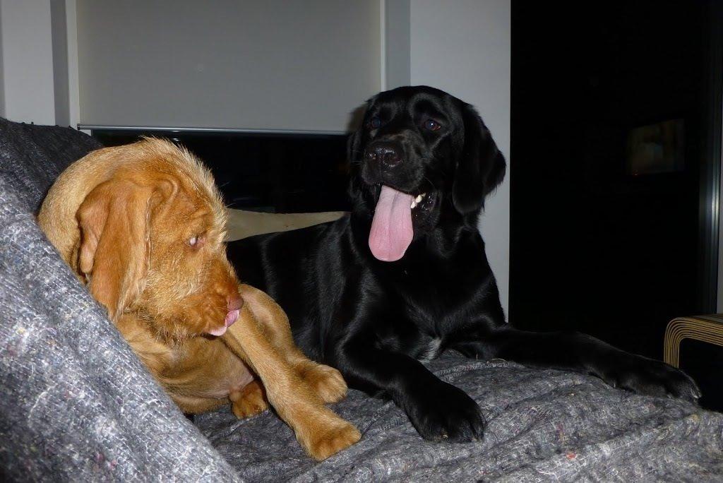 Blanding af racer Gustav billede 2