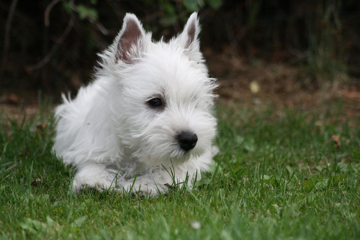 West highland white terrier Hailie billede 12