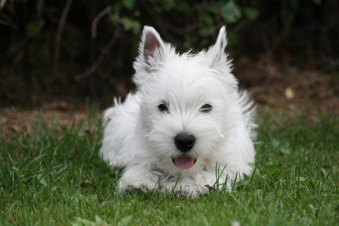 West highland white terrier Hailie billede 13