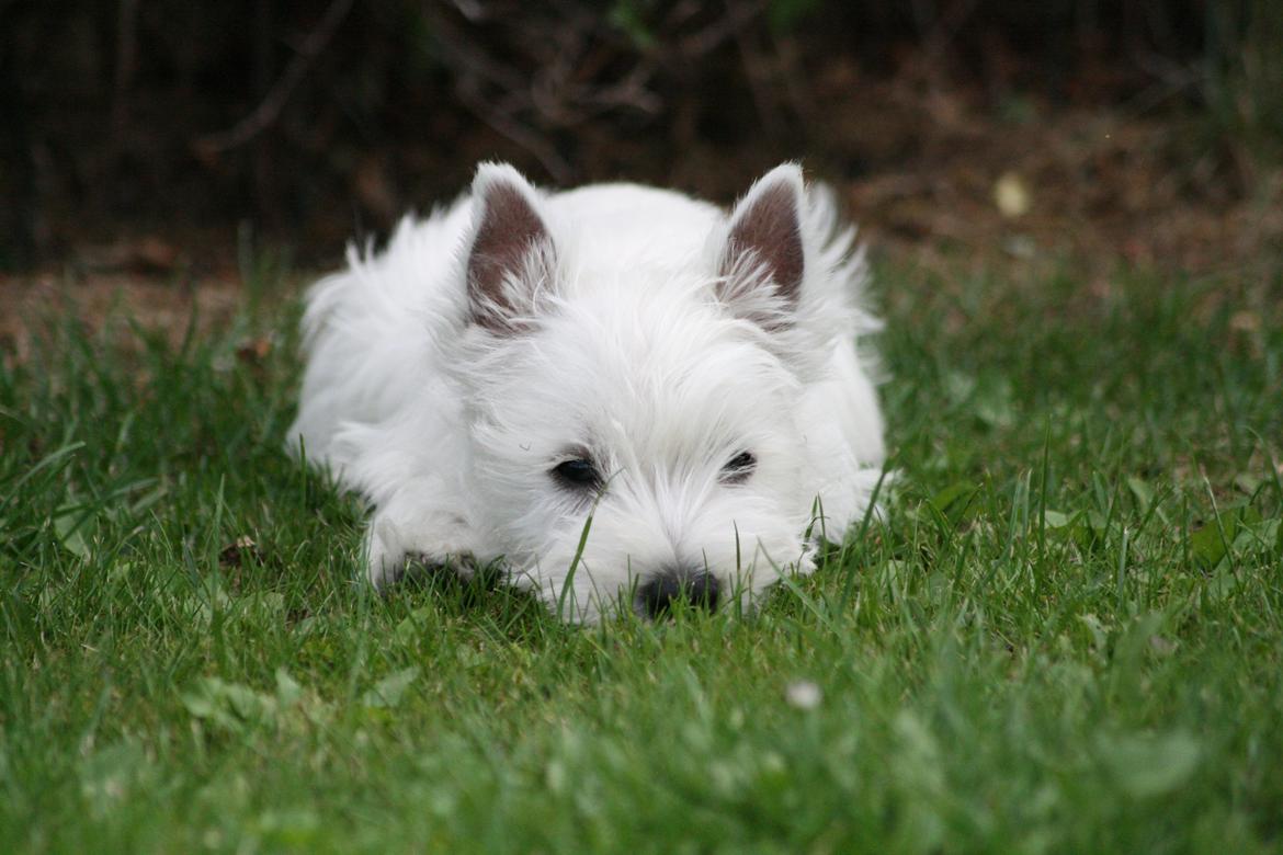 West highland white terrier Hailie billede 14