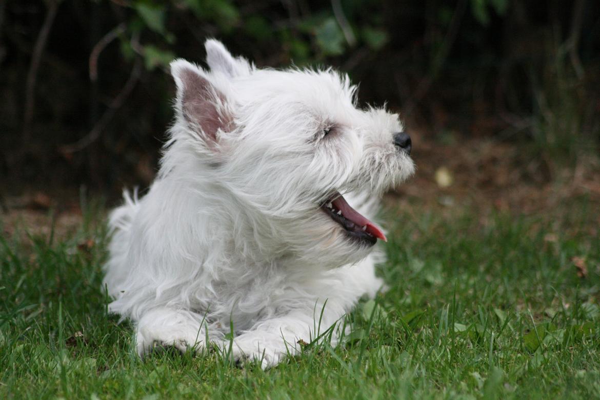 West highland white terrier Hailie billede 15