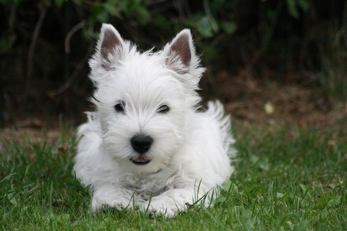 West highland white terrier Hailie billede 16