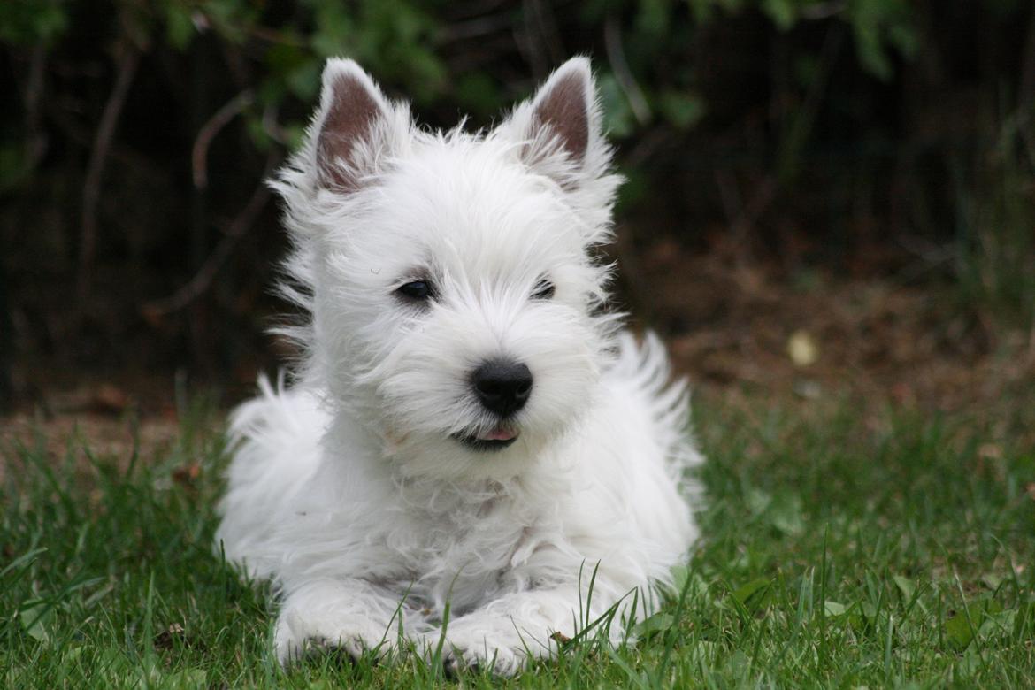 West highland white terrier Hailie billede 17