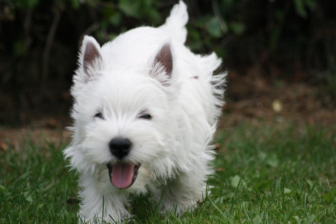 West highland white terrier Hailie billede 18