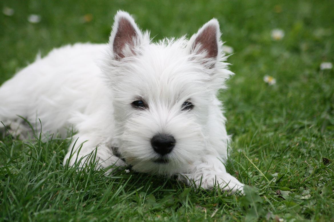 West highland white terrier Hailie billede 10
