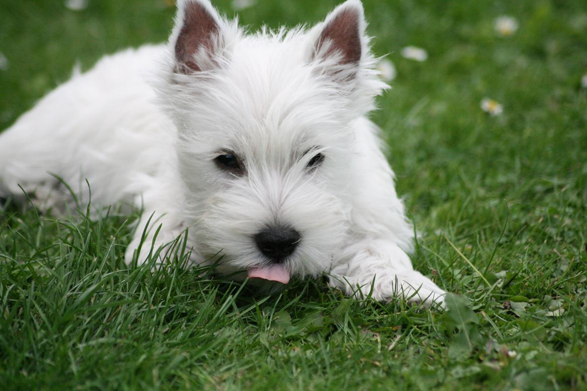 West highland white terrier Hailie billede 11